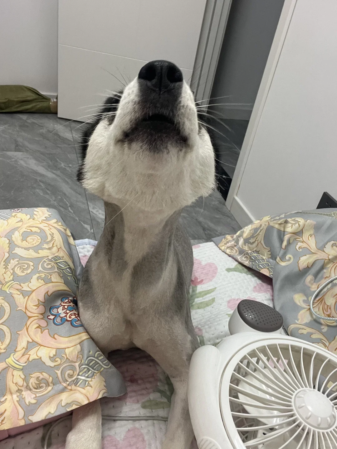 哈士奇每天的状态