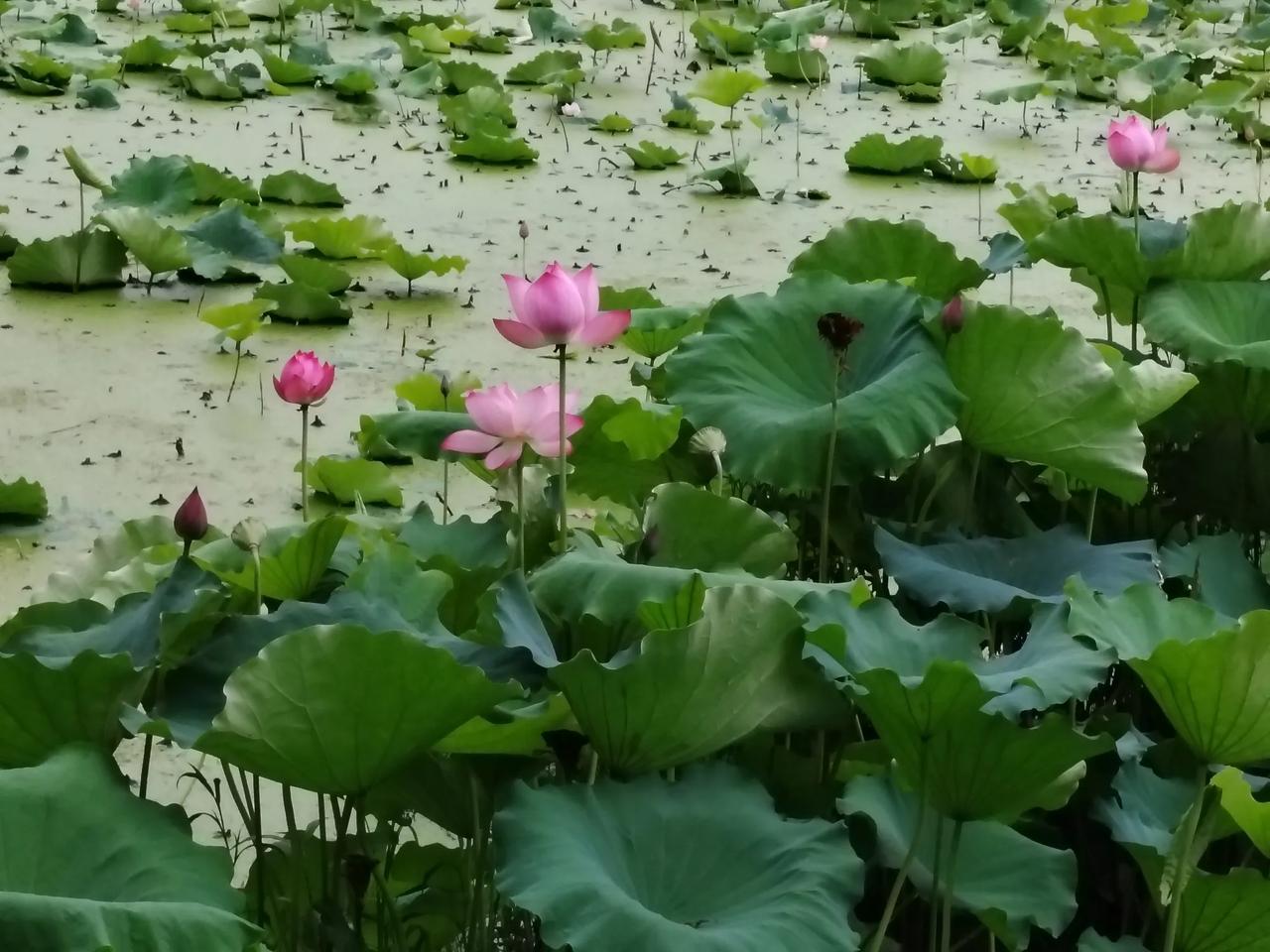 荷花飘香