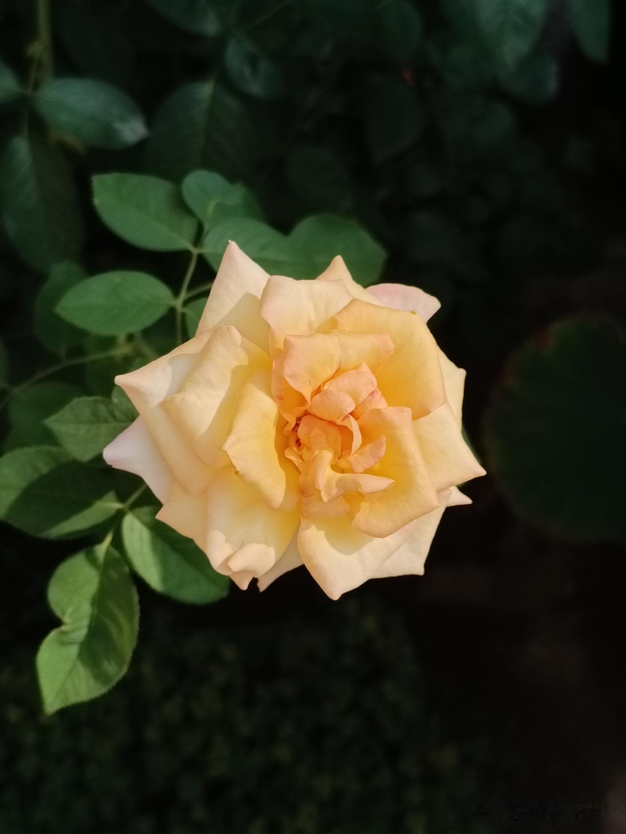 只要一部手机，随时发现、记录生活小美好……
手机镜头里的花 手机拍的花