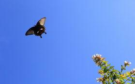 暮春的午后，我在窗台上发现一只蝴蝶。它拼命扑腾，却始终飞不起来，原来，它右边的翅