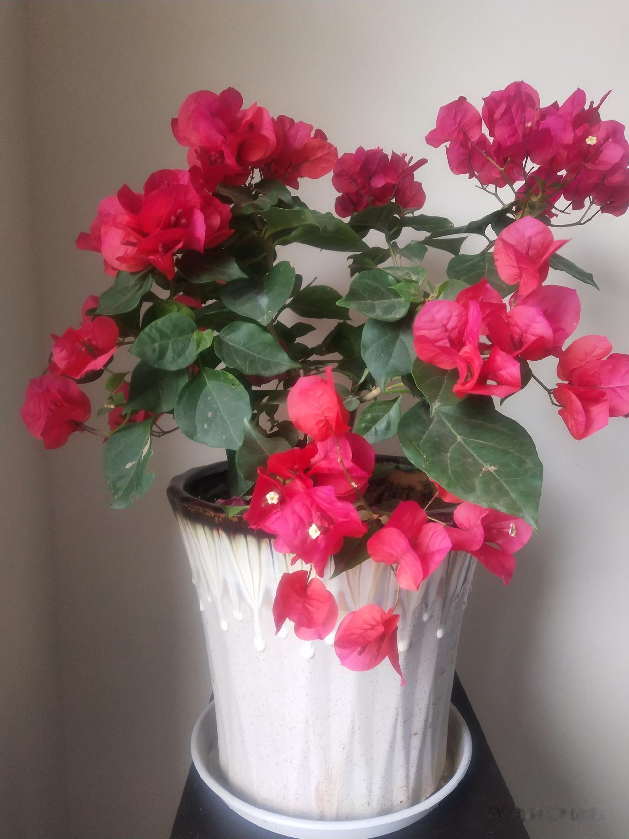 窗台上的三角梅，簇簇红似火，鲜艳夺目。