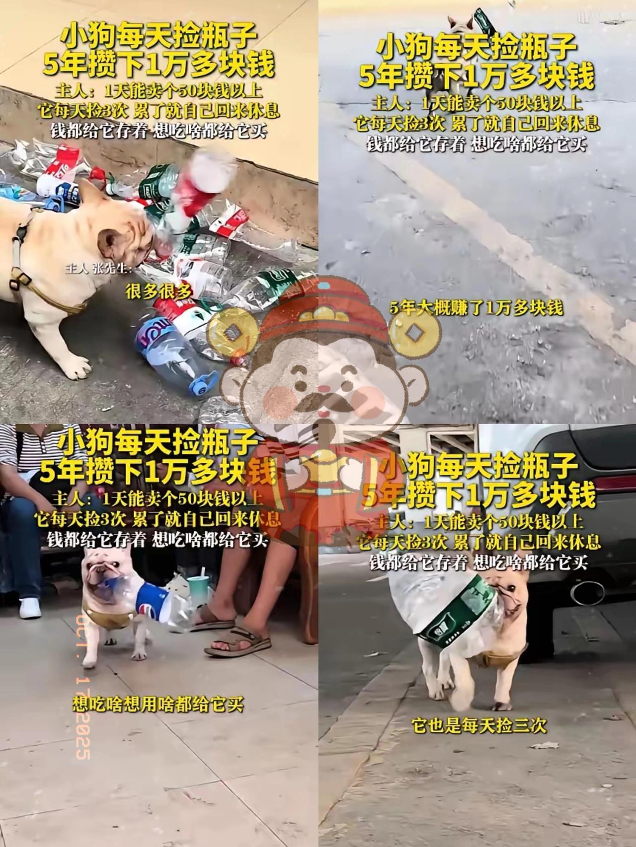 这只小狗5年捡瓶攒1万，比我还会“搞事业”！
 
每天雷打不动捡3次瓶子，一天能