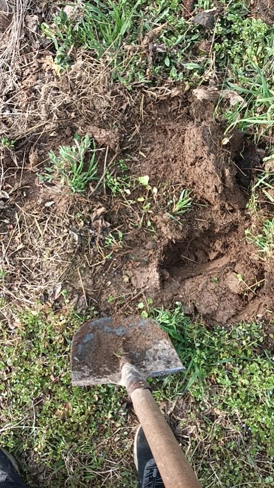 施肥实践共享

三月底了桃园施肥最重要的管理，桃花显蕾了土壤湿度大天晴刚好开始了