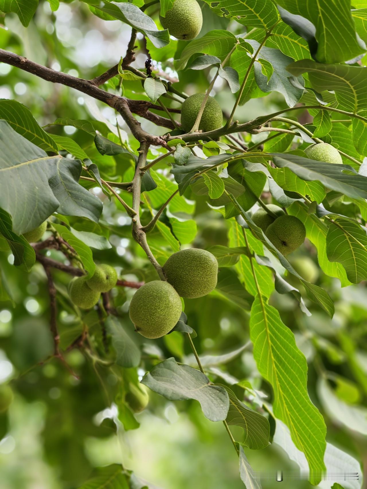 真心话茶局核桃