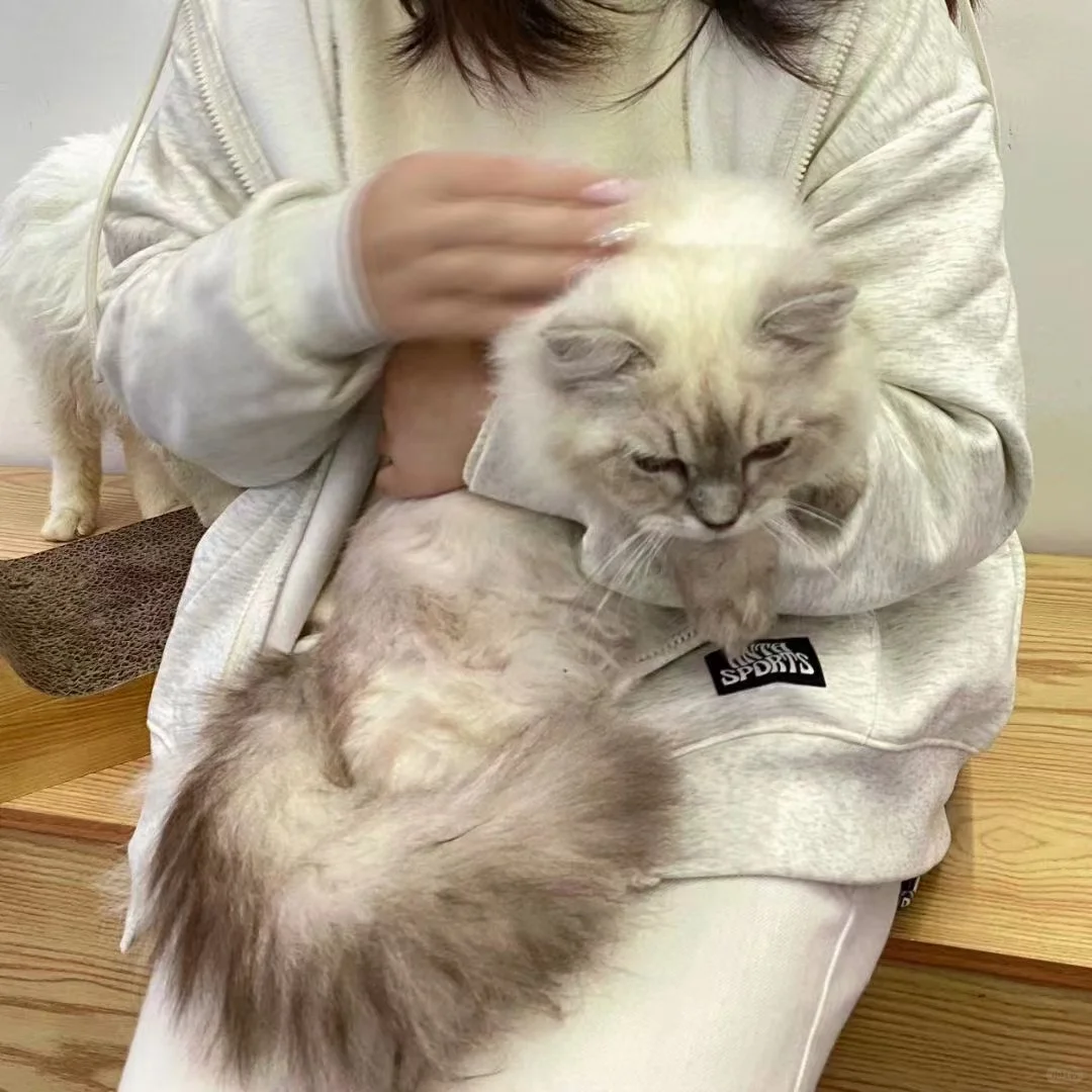 好可爱的猫咪🐱！想养一个不？