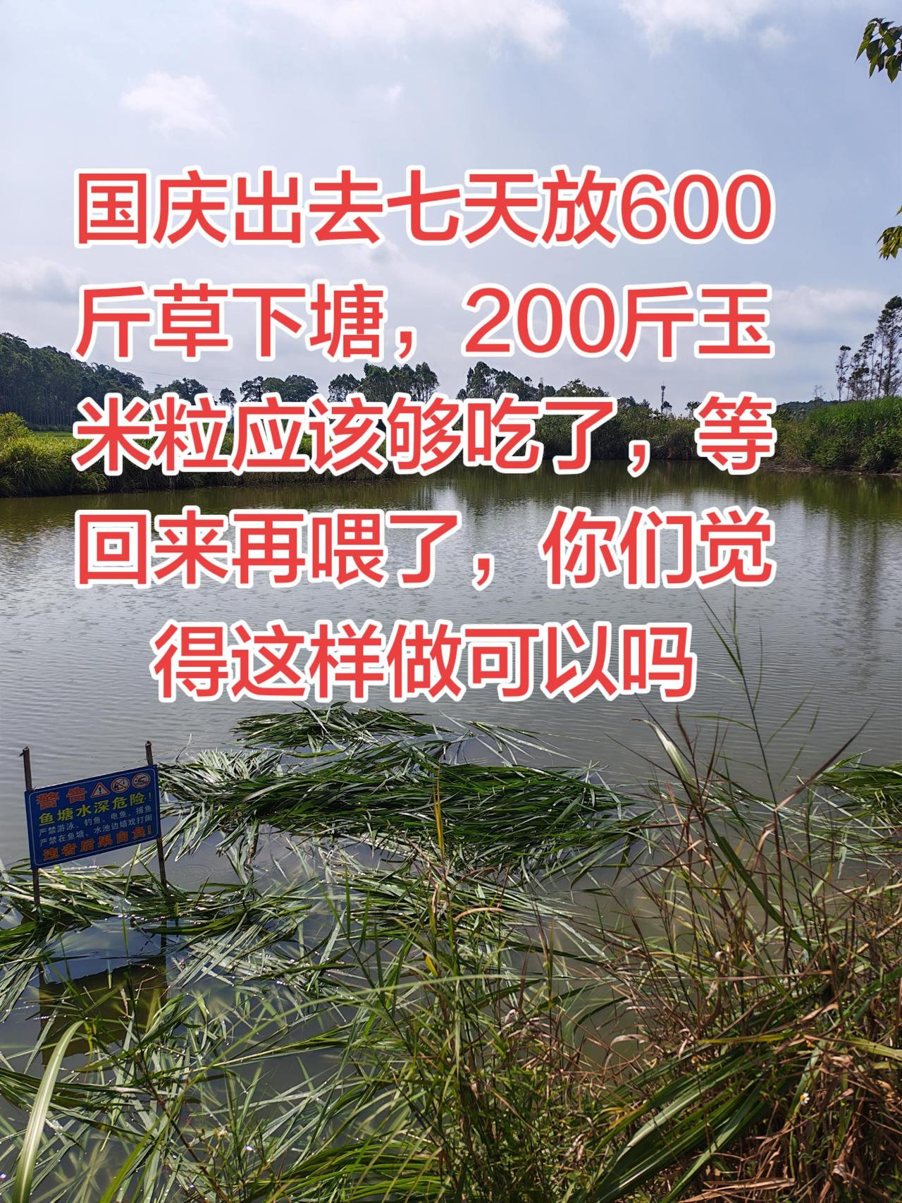 你们出去旅游没空养鱼的，就是这样做就可以了养鱼日记 草鱼 农村生活 国庆
