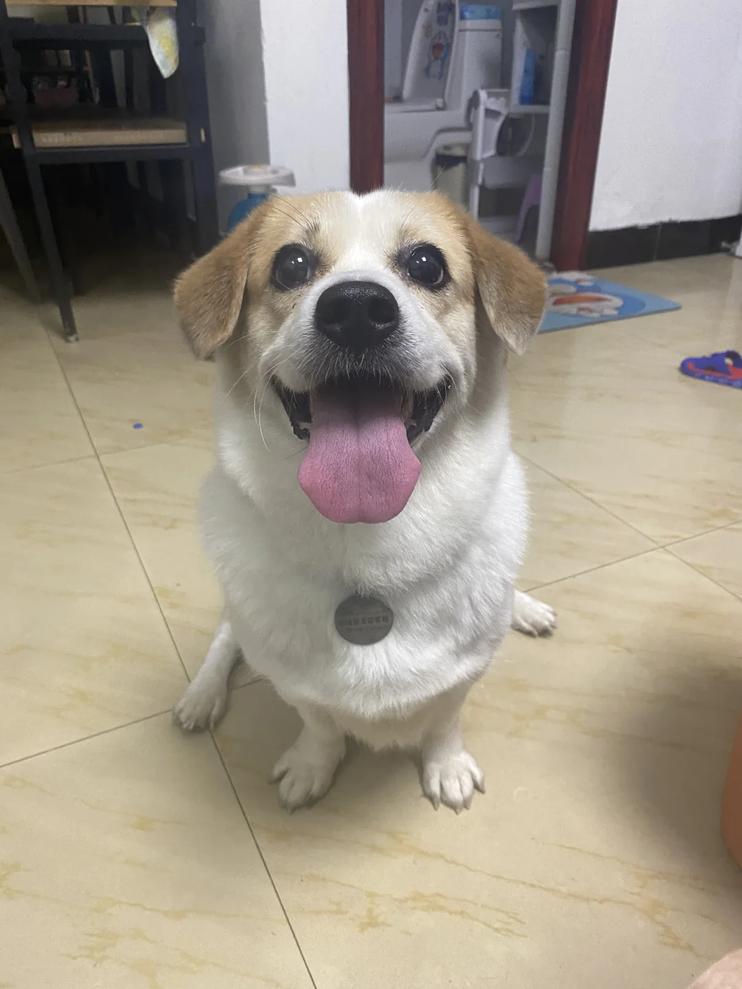 想不想知道这种小黄花狗狗究竟是什么品种？