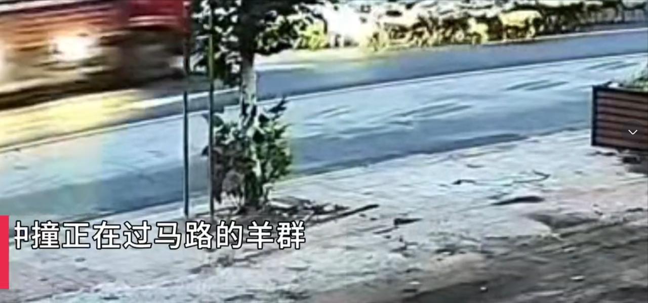 河北沧州，60多岁的老人，赶着五十多只羊在公路逆向行走抄近路放羊。迎面驶来的红色