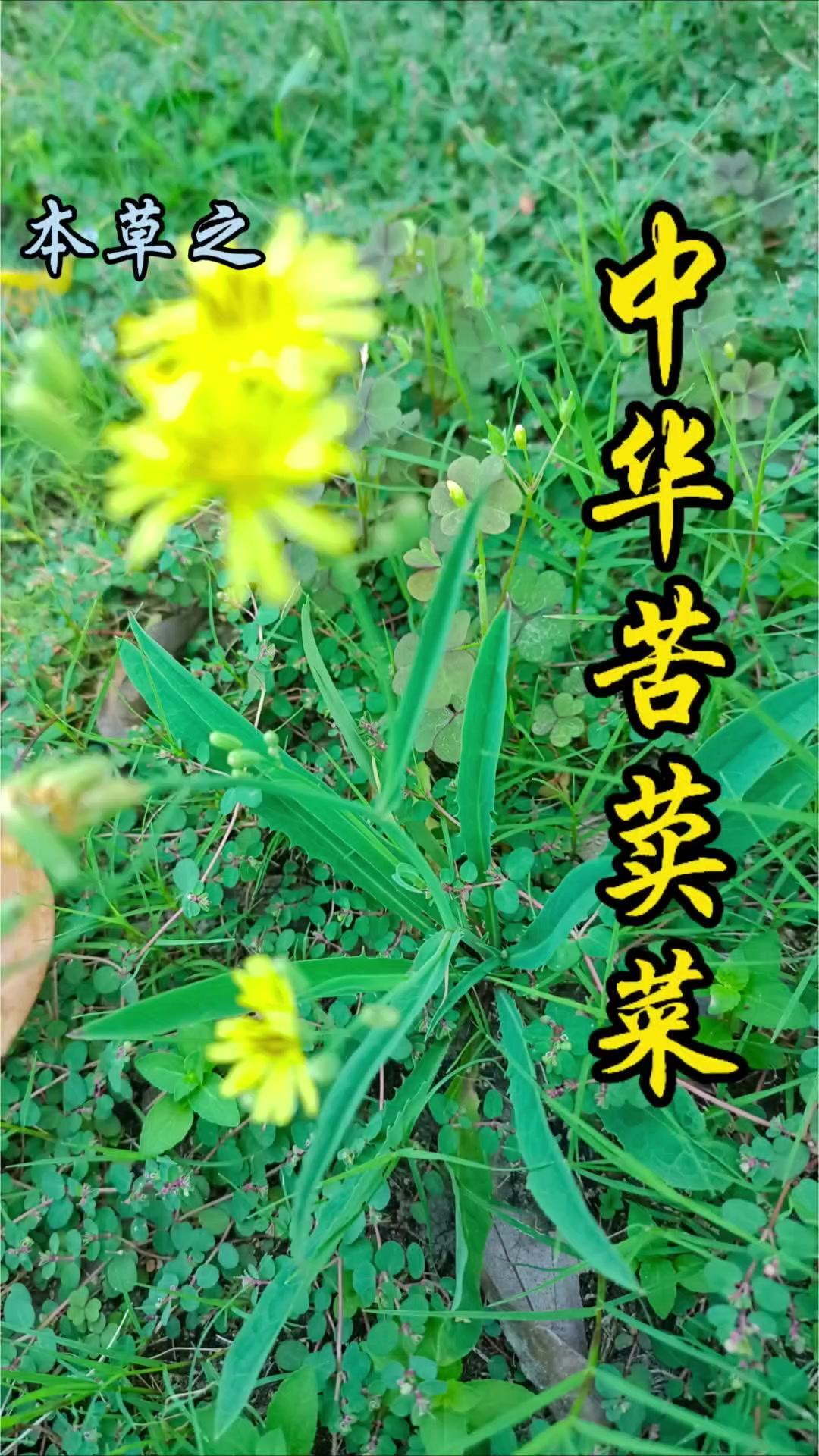路边常见的小黄花中华苦麦菜，你可能不知道它有多厉害！

1️⃣形态特征：它是菊科