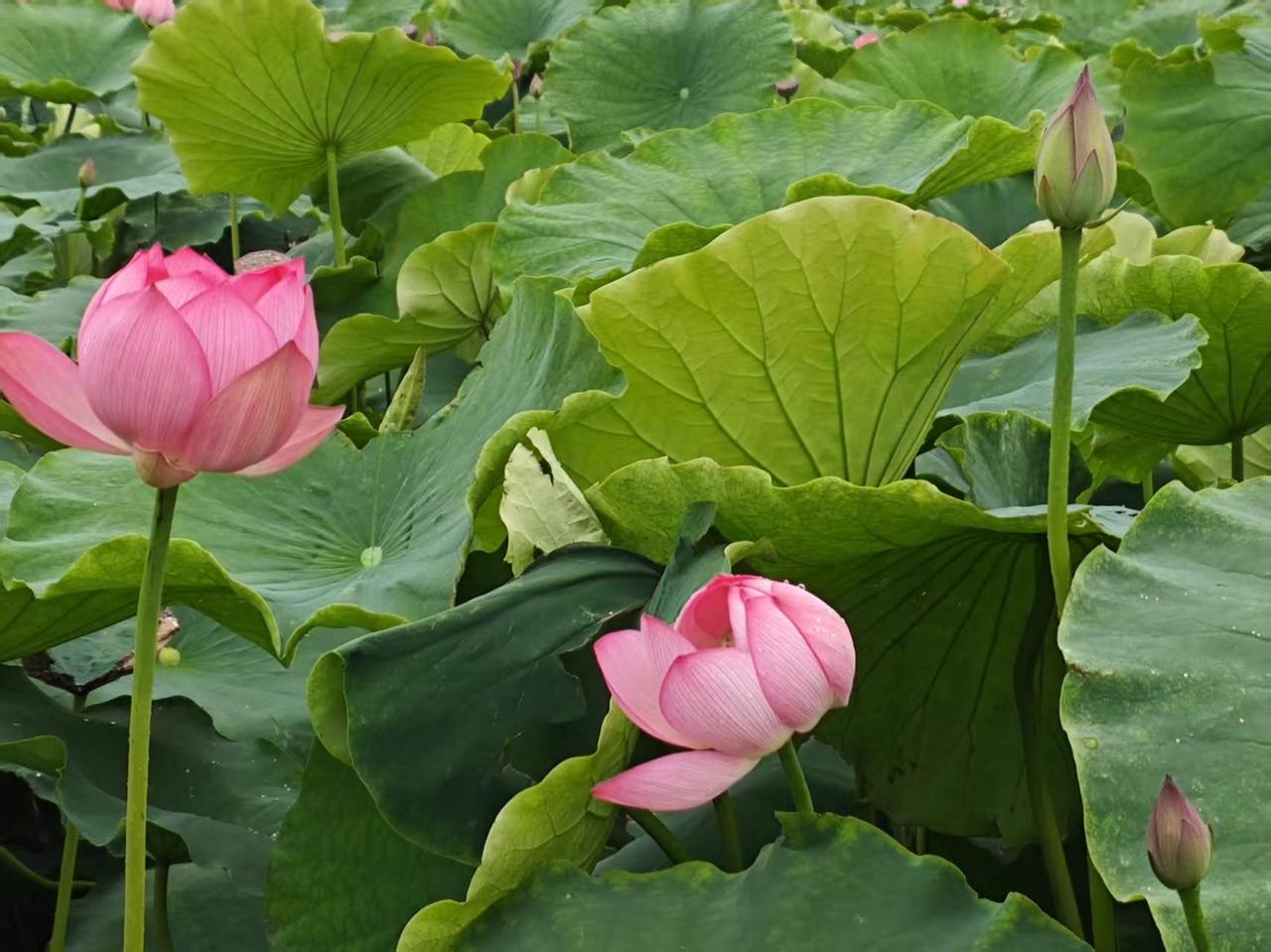 【09.16修身心语】
您好！
《张居正》 一个人强到可怕的6种生存能力：能忍、