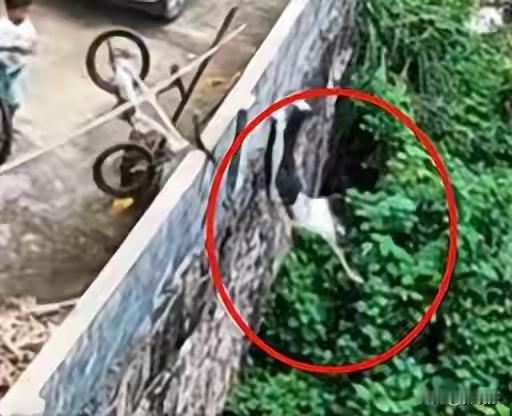 太惊险！湖南永州男孩骑车失控撞墙，凌空翻落4米高坎，最后仅皮外伤
 
近日，湖南