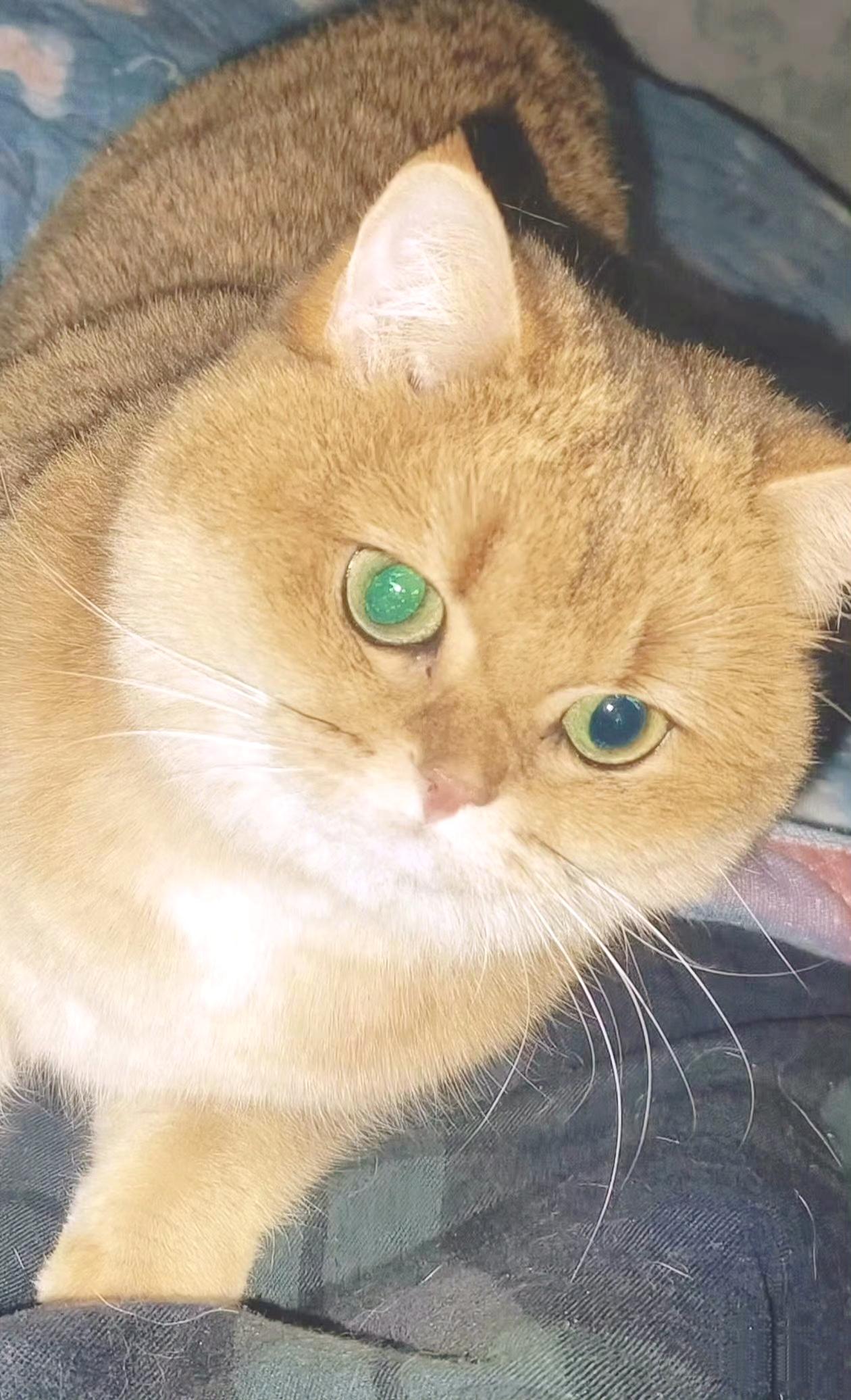 周末了，晒晒我家的2只猫：红豆是一只金渐层，这傻孩子看上去有点呆萌，不太聪明的样