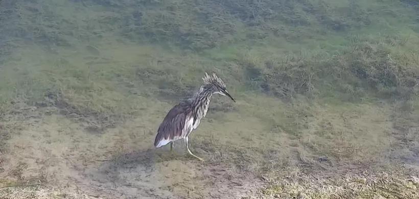 甘肃安南坝保护区喜迎珍稀池鹭栖息，生物多样性再添华彩

甘肃安南坝自然保护区传来