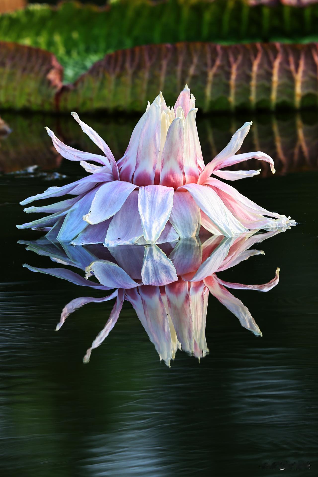 神奇的霸王莲花！
（拍摄于国家植物园南园）
霸王莲，听听它的名字就很霸气，堪称莲