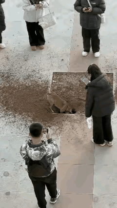 猫咪和狗狗能通灵界，造物主不得不剥夺了它们的话语权。
这只狗狗肯定看清了藏着的猫