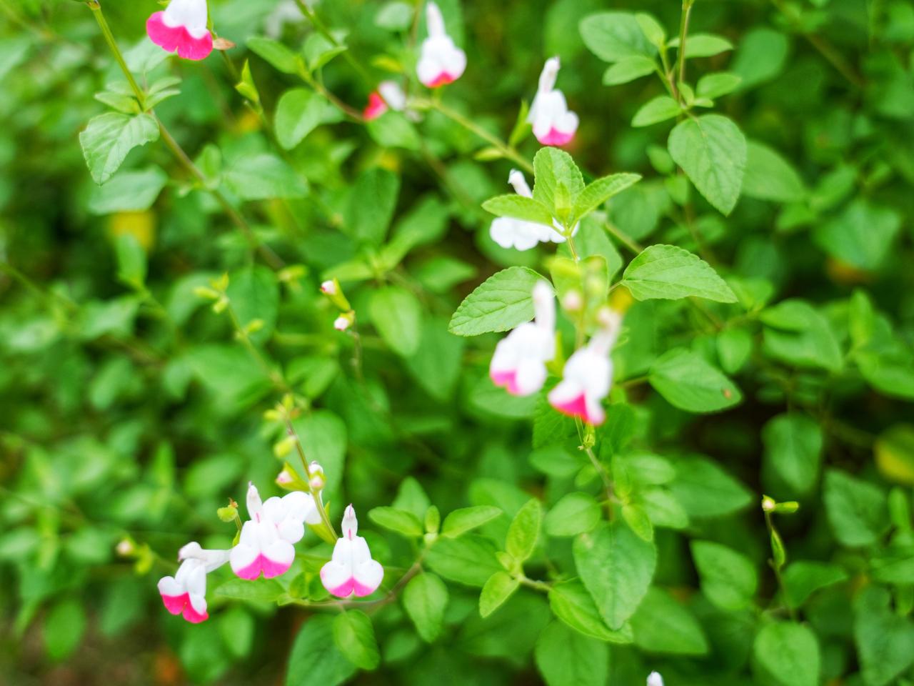 樱桃鼠尾草：市井花丛里的一抹红唇温柔
  平日里逛公园散步，总习惯步履匆匆，只顾