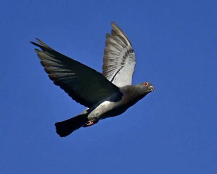 罗布泊一次核试验中，我国放飞50只军鸽，结果只回来45只。科研人员不知道的是，没