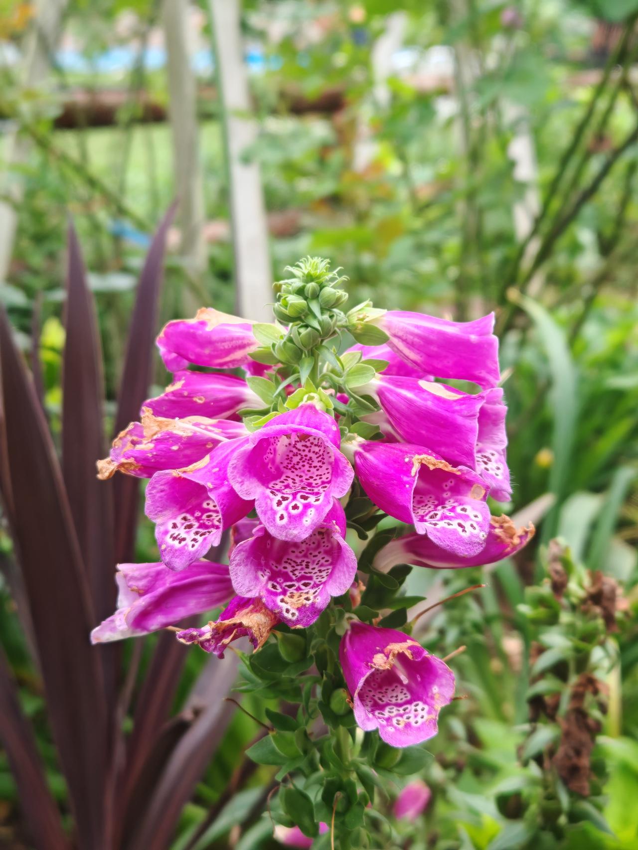 不负春光不负美丽花花，享受生活！