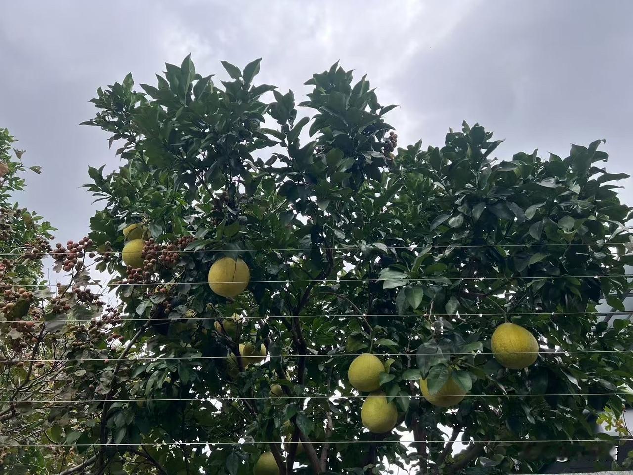 我们这边做月子是不能回娘家坐月子的，
特别是有兄弟的人家，

 如果回娘家坐月子