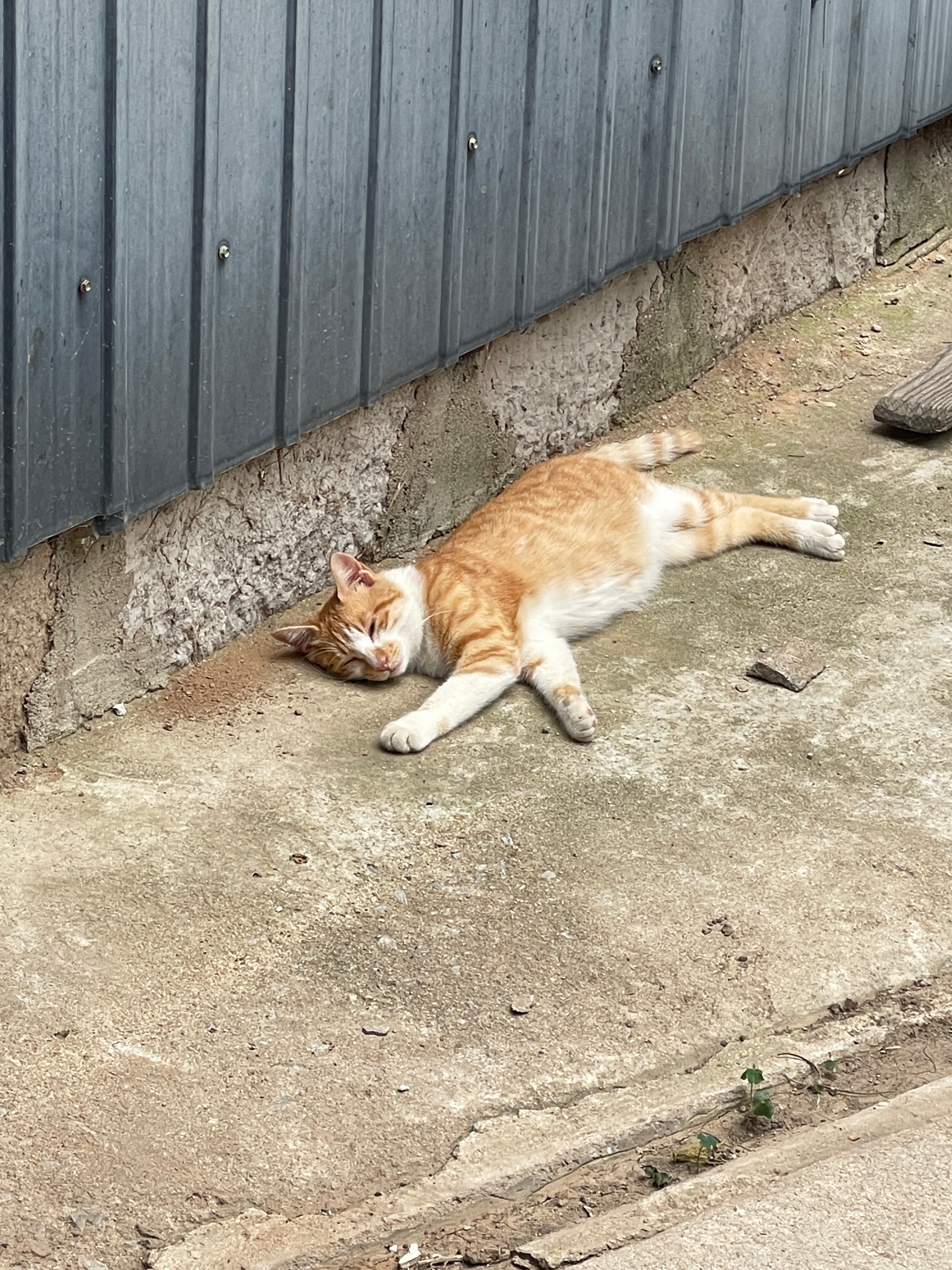 e猫和i猫对比 公猫和母猫对比 未成年猫和成年猫对比 大咧咧和贼咕咕对比小瑁就是