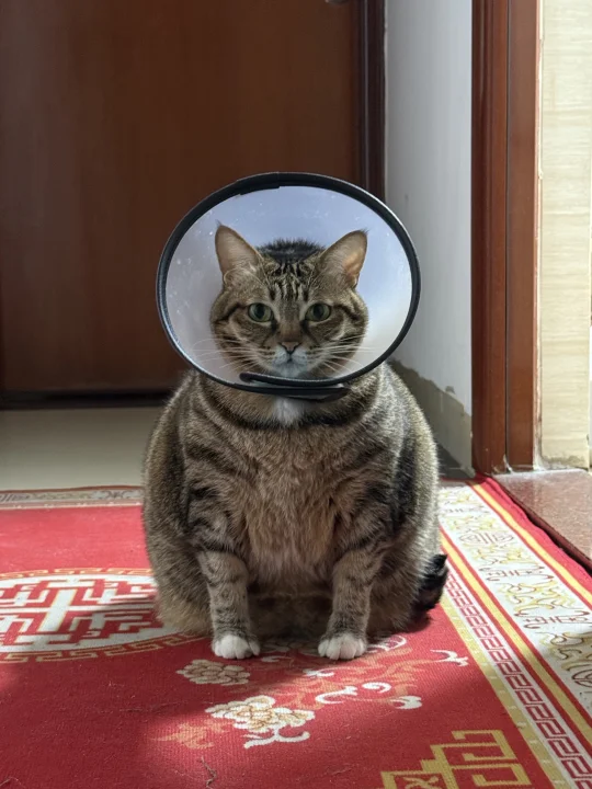 咪姐因体重超重与航天梦失之交臂👩🏻‍🚀