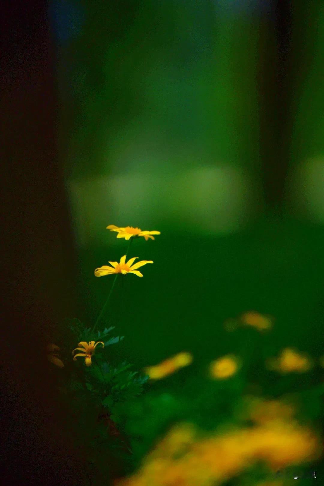 随拍
#植物摄影原创#