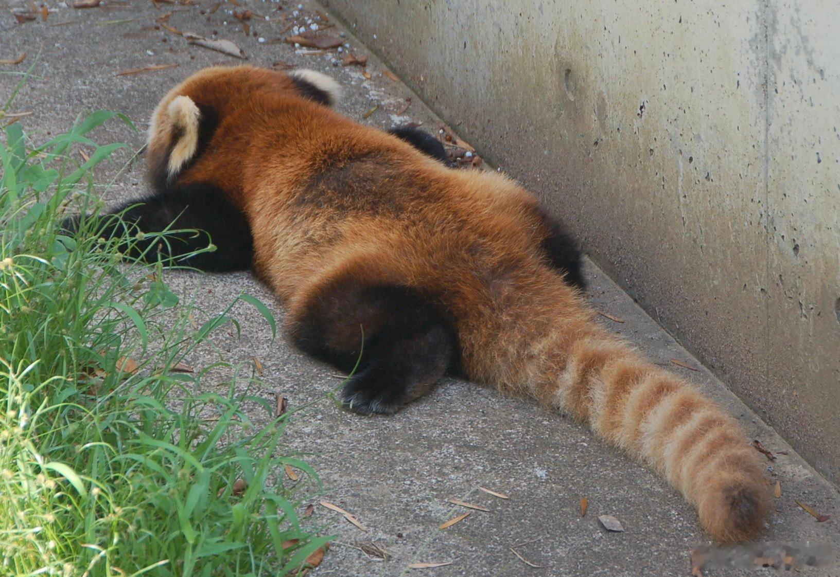 天热到小熊猫直接原地摊平🥵 