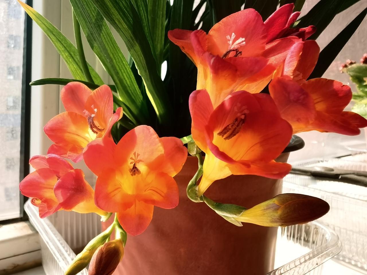 小苍兰和木槿，先后都开了花。屋子里是一团锦绣。
小苍兰清雅，花朵精致有序。香味儿