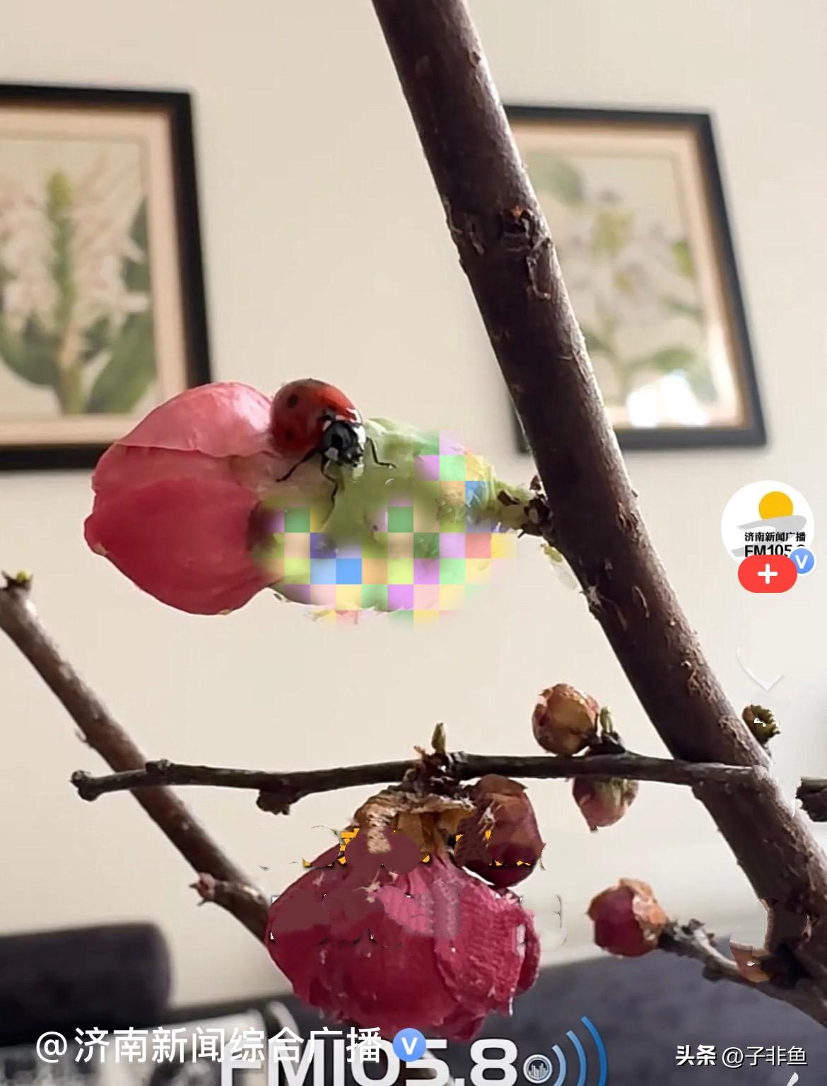 近日，云南安先生家里的植物长蚜虫了，安先生就想抓一只七星瓢虫回家治理蚜虫，正好安