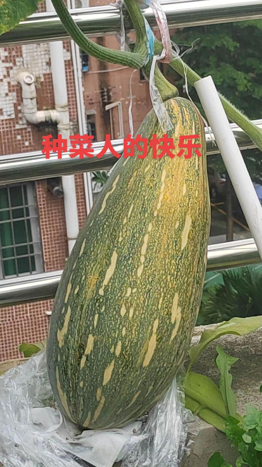 自家种南瓜 大南瓜成熟了 果蔬种植记录