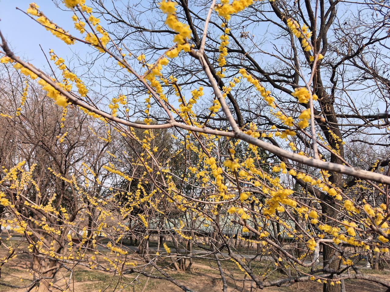 比去年更少了，越来越清静了。