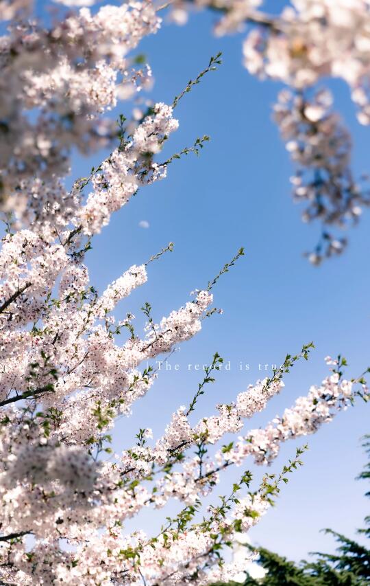 “误入春日，这片粉色梦境❗樱花真的太少女了”