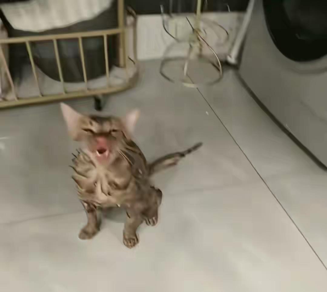 近日，一女子在网络上发布的一段视频瞬间点燃了无数网友的心。这不是普通的宠物秀，也