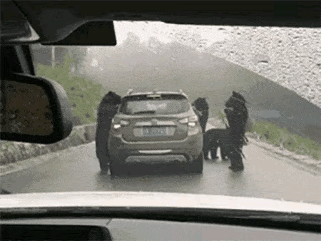 野生投喂真是要出大事的
这样看着真让人害怕啊？[泣不成声]