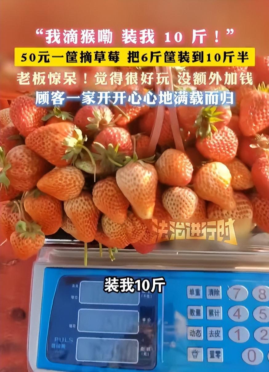 安徽临泉，一女子带着孩子们去摘草莓，老板说50元一篮子，万万没想到，女子竟在篮子