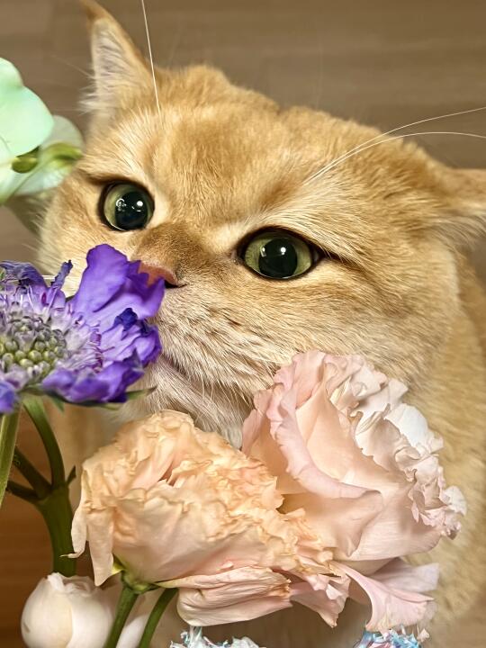 报告！猫猫爱洋桔梗是真的！