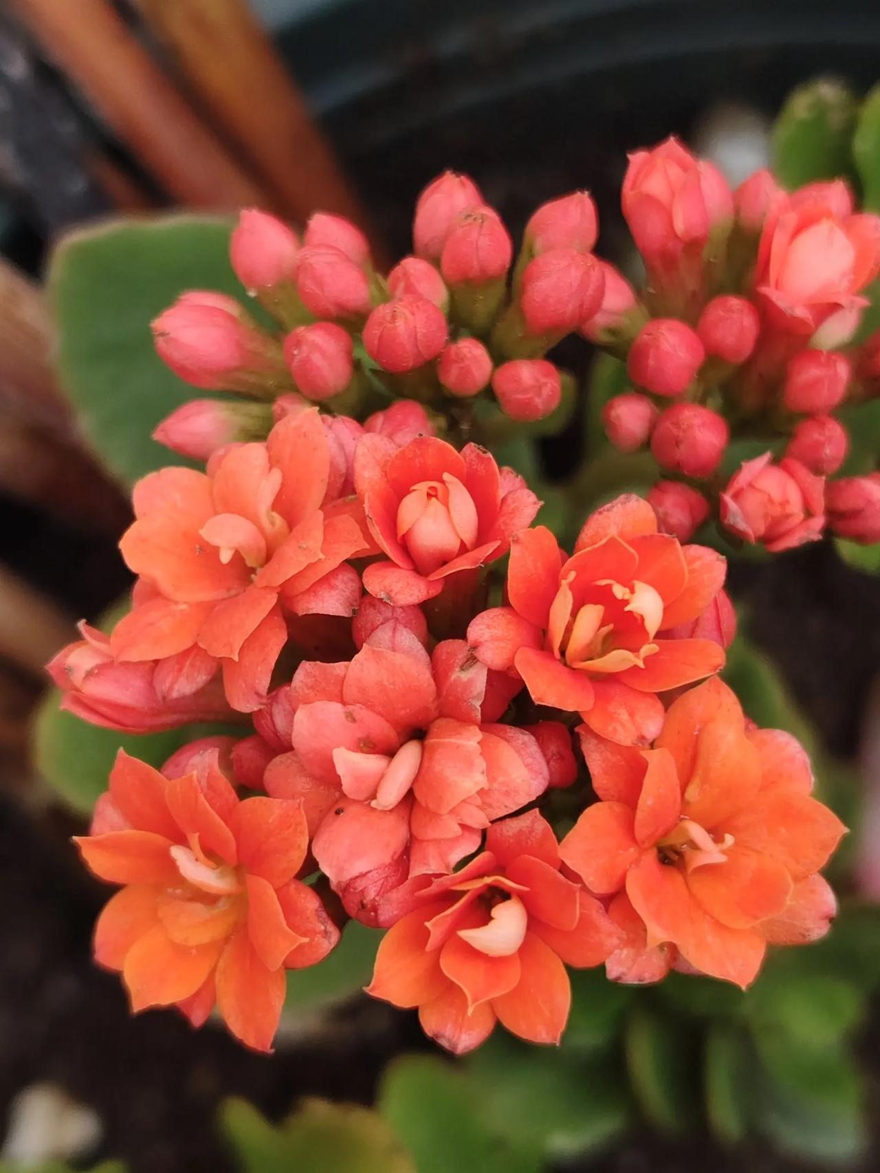 美丽的长寿花。