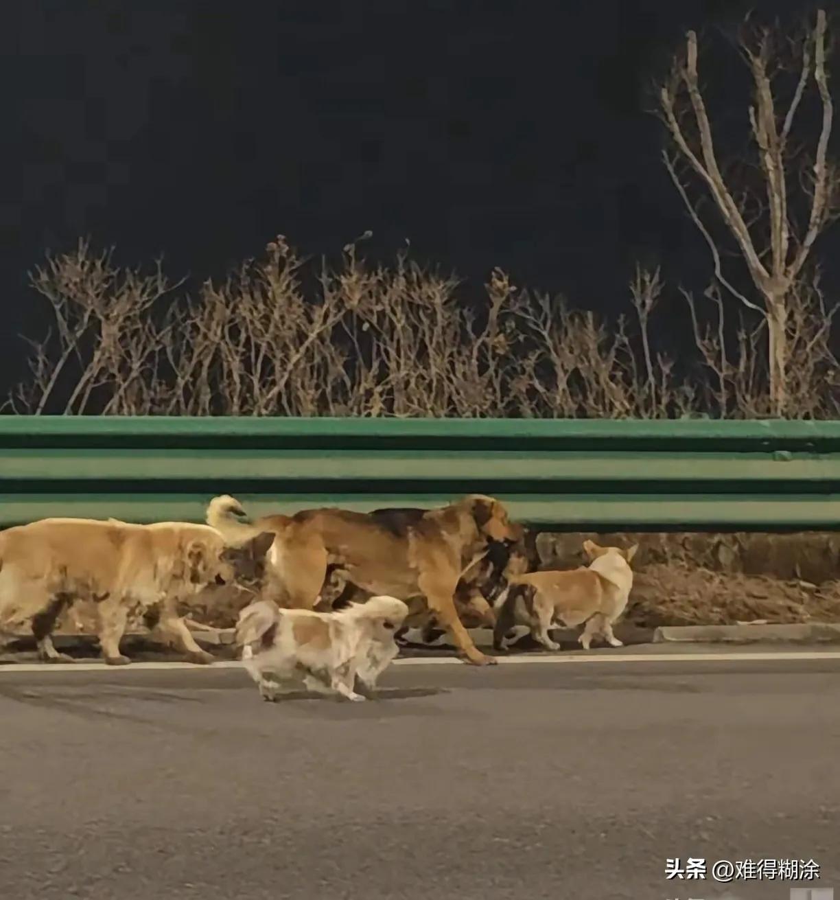 长春icon从小耍到大的7只狗，被狗贩子偷走后，其中最大的一只德牧icon，咬烂