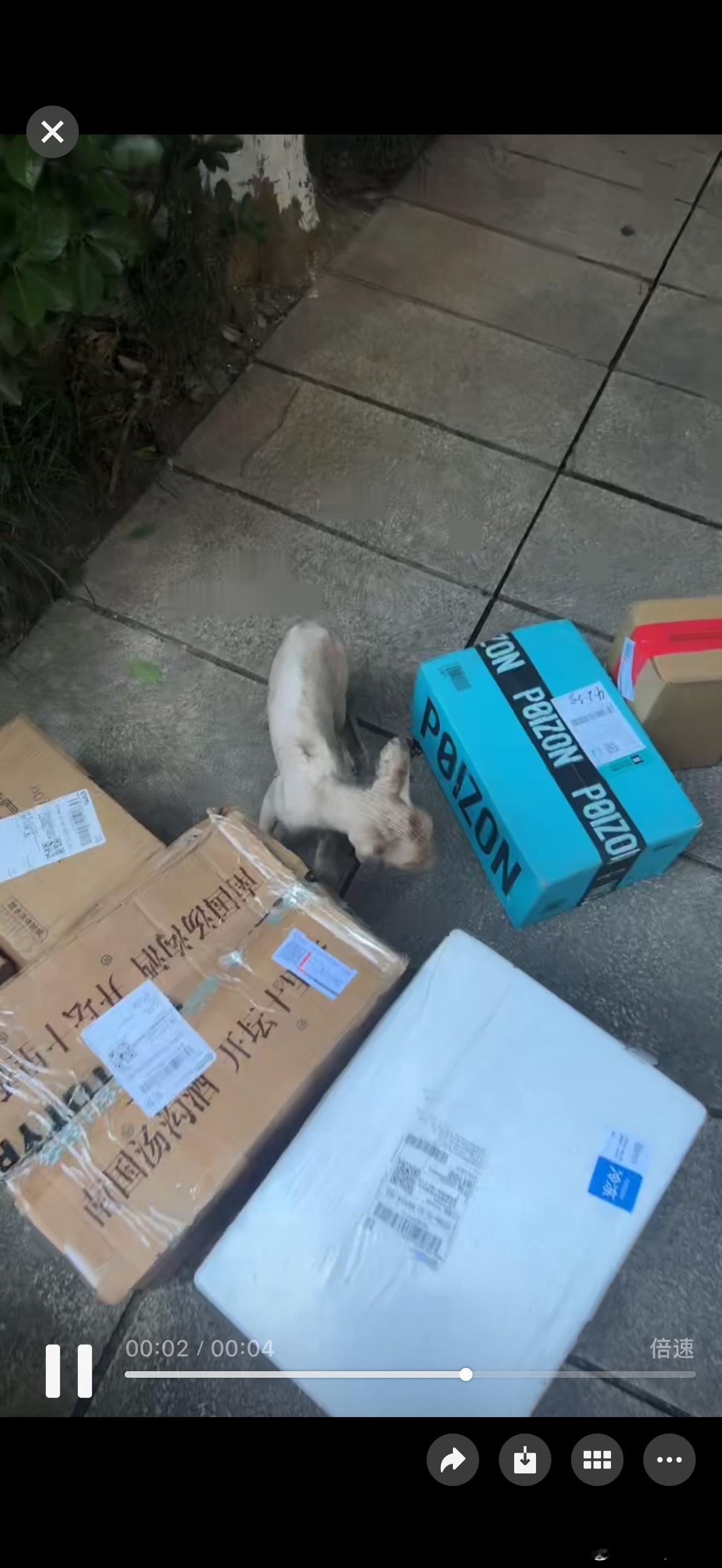朋友小区有一只被遗弃的流浪猫..请问有人愿意领养吗？坐标南京我们可以承担体检医疗