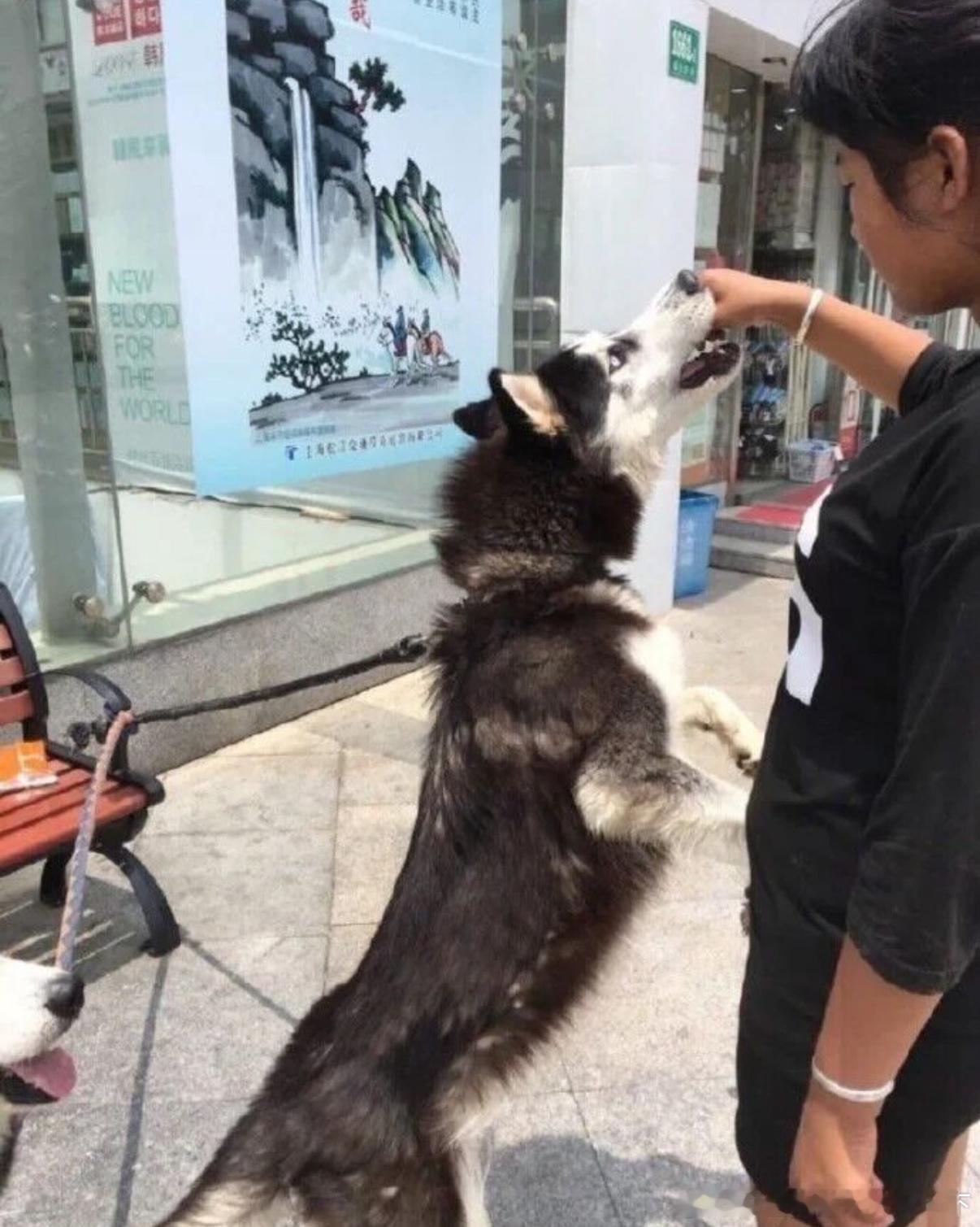 5084带狗子理发前后 ​​​