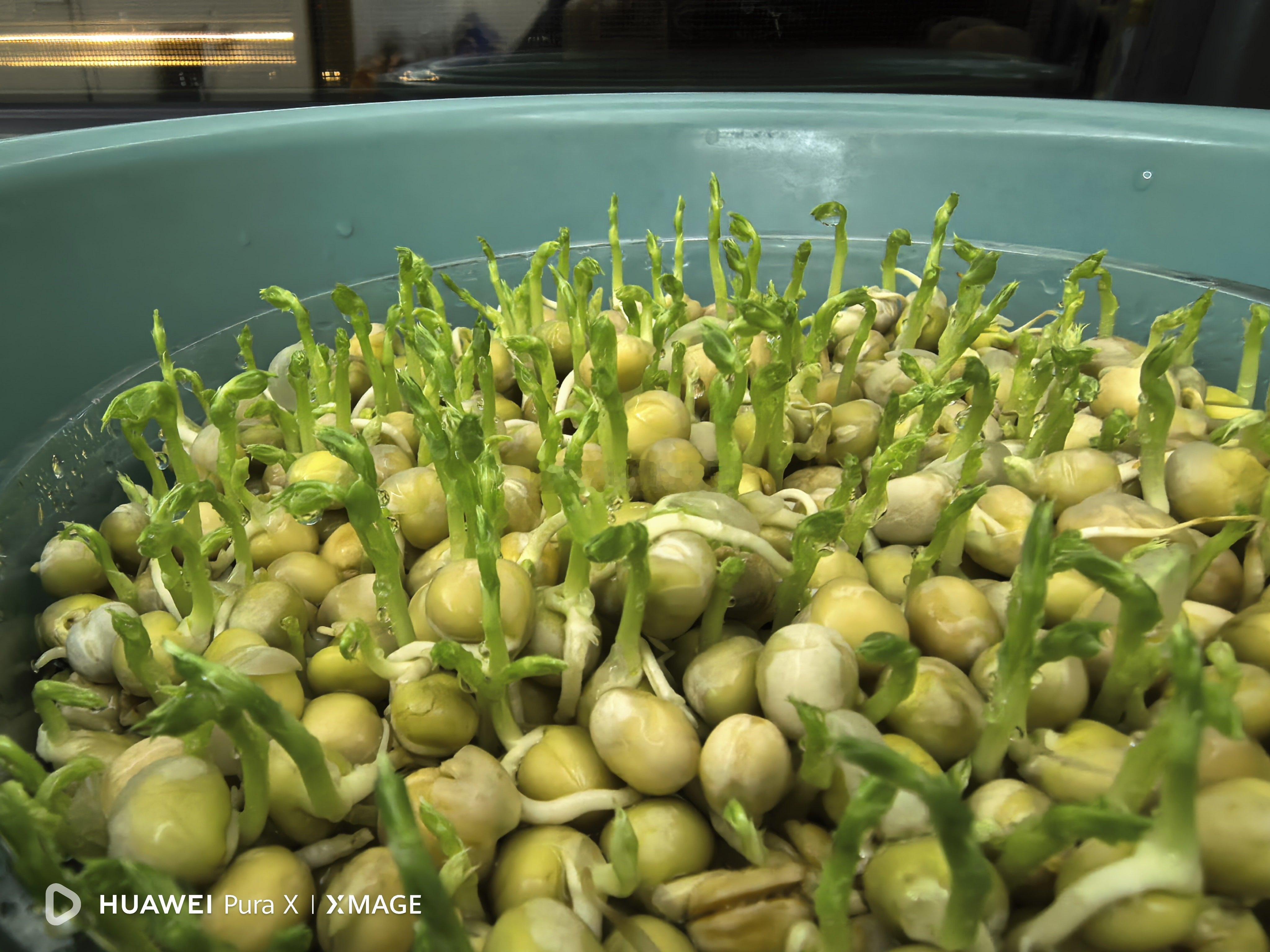 最近迷上了自己发豌豆苗，上次吃了几茬麻豌豆，这次换个品种