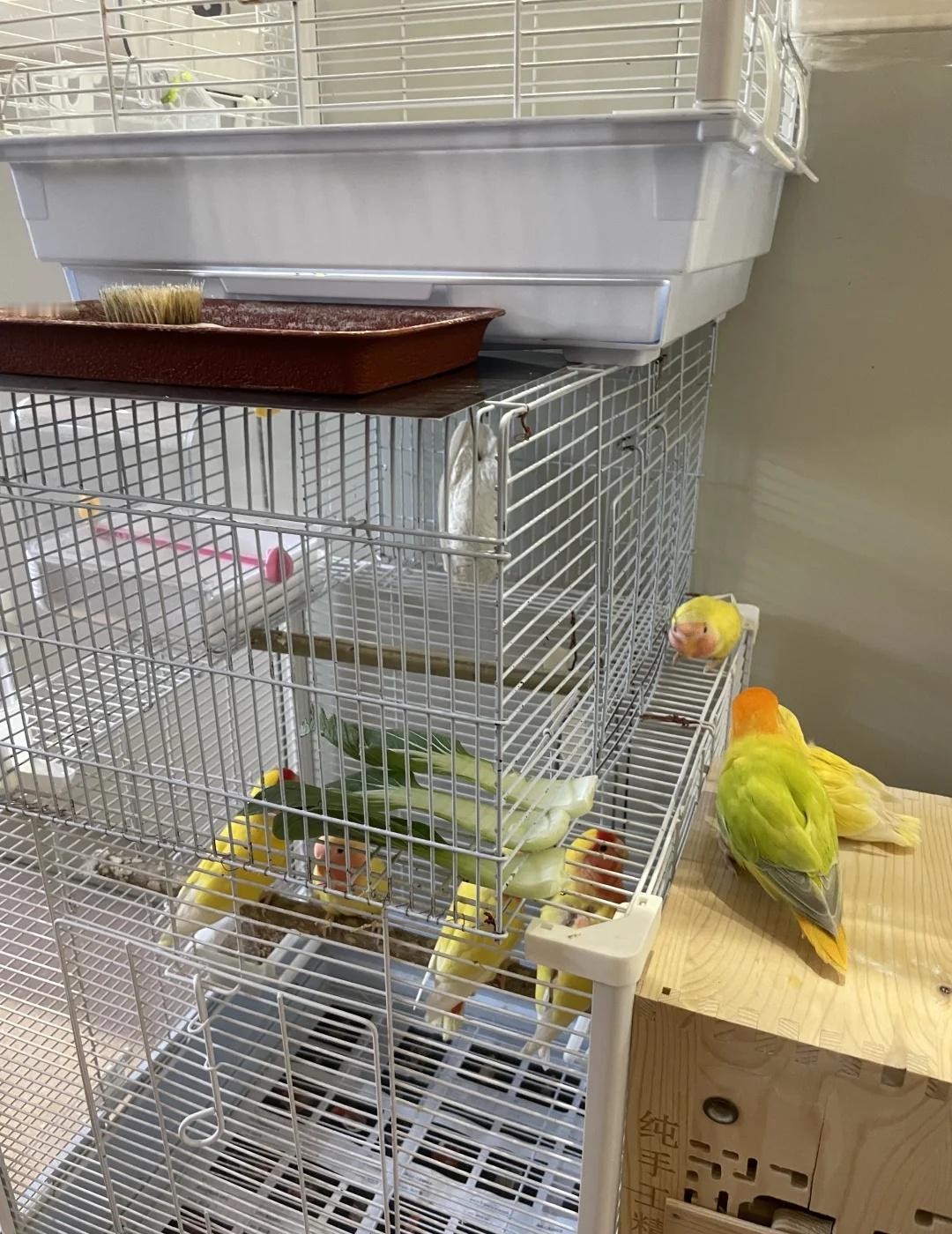 自家繁殖 黄桃牡丹鹦鹉 幼鸟 求领养
自家繁殖 黄桃牡丹鹦鹉 幼鸟 求领养
牡丹