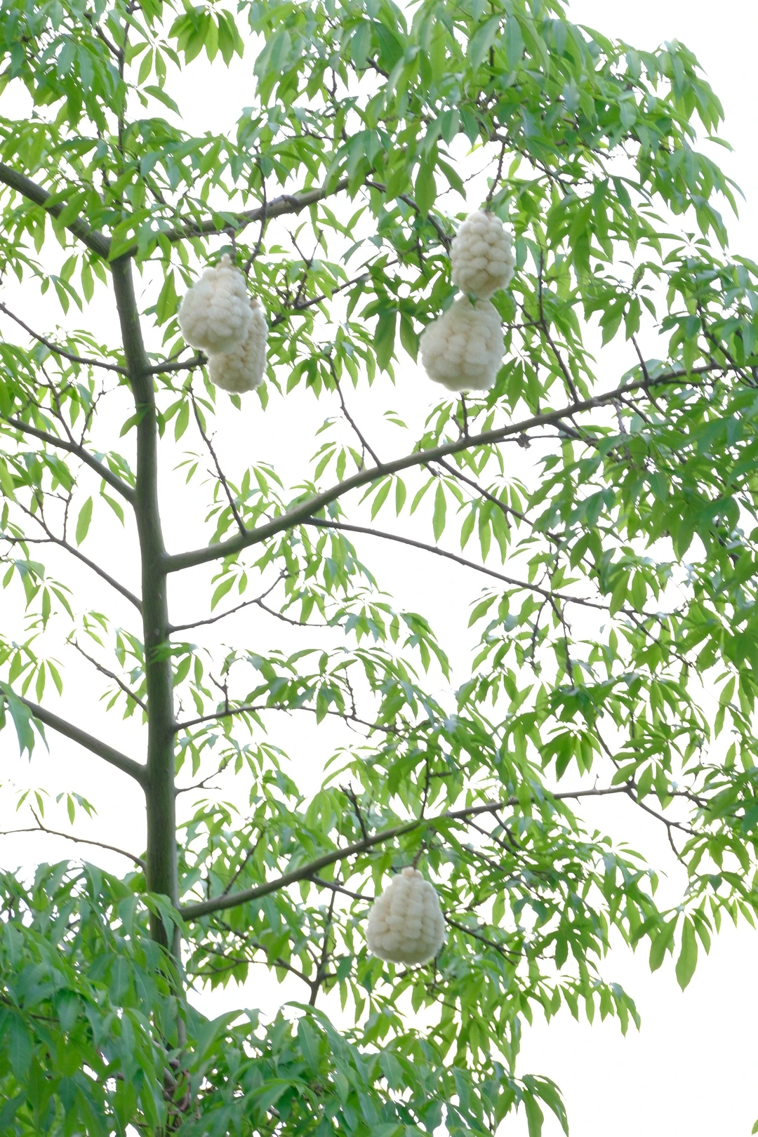一到春天，广州的树上就挂满了小绵羊