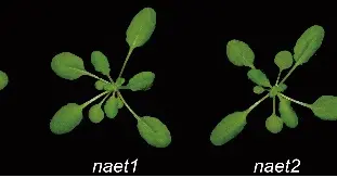 黄金面具 上海科学家发现植物种子铁含量关键基因 为解决“隐性饥饿”问题提