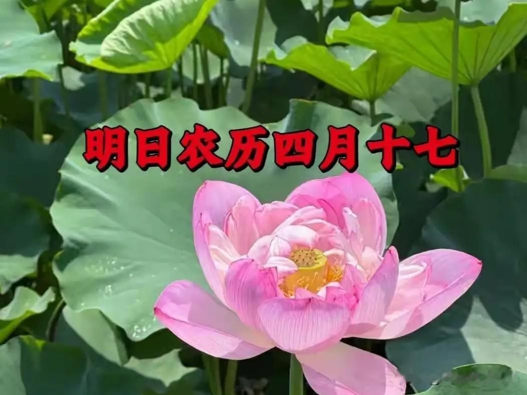 明日四月十七，老规矩记牢：做好4件事，身心舒畅，福气自然来
 
明天是农历四月十