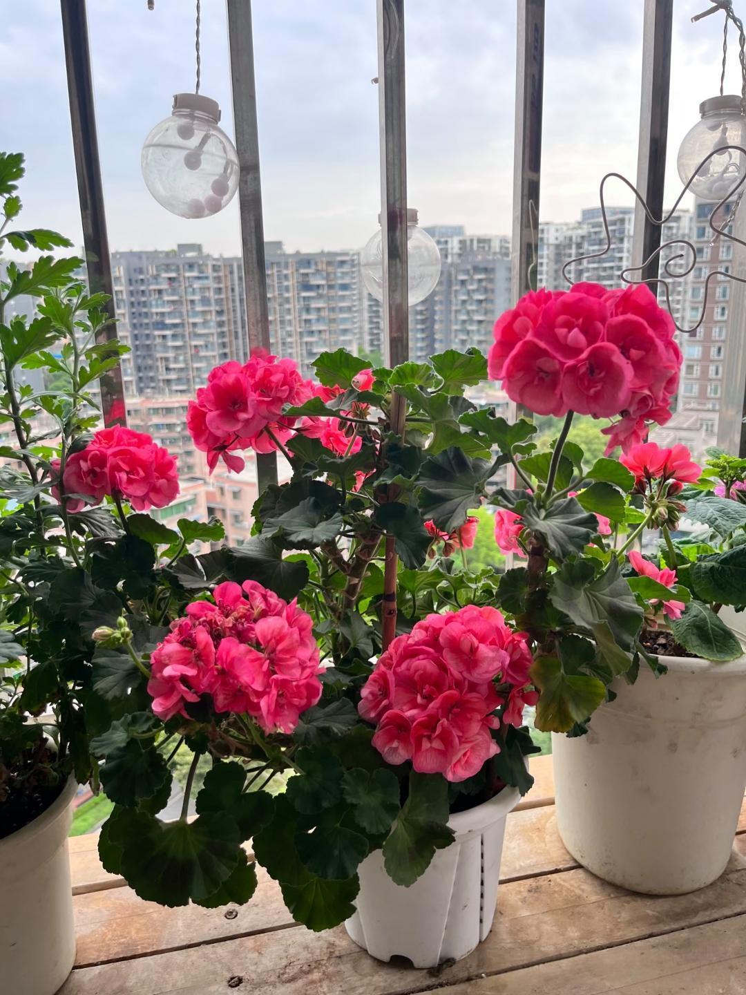 面试45岁程序员，他主动降薪求14薪，那一刻我读懂了中年人的无奈
 
面试了一个