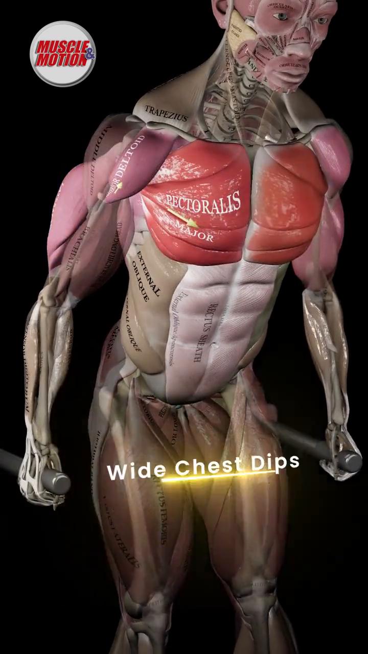 Wide Chest Dips，Narrow Triceps Dips，Ledn