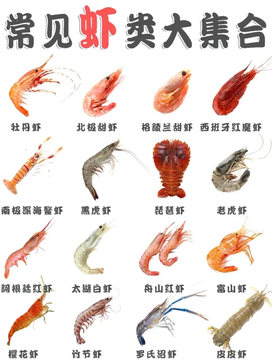 虾类虾类爱好者集合！最全虾类科普来啦🦐
