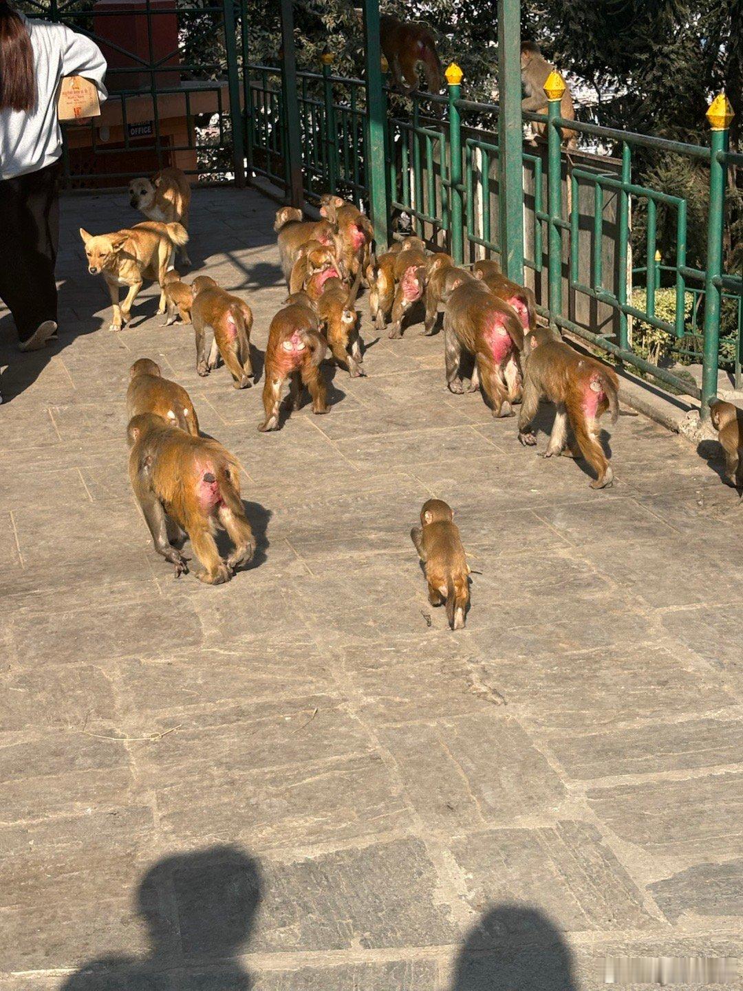 今年大家的生活和账户都像猴屁股一样：红彤彤，红火火的…… 