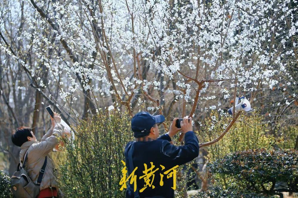 山桃花盛开惹人爱 济南春日画卷醉游人→-app/#/content?catid=